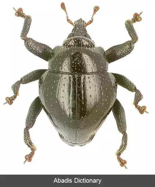 عکس سوسکچه آمپلیپنیس