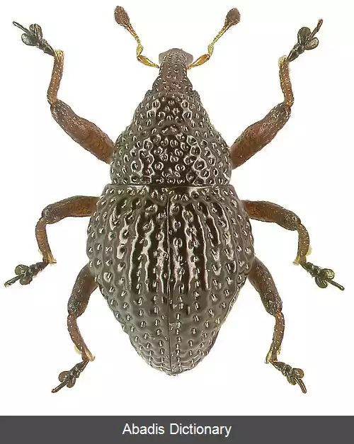 عکس سوسکچه پاروولوس