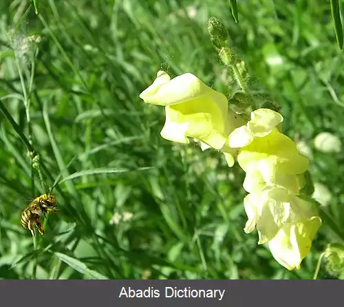 عکس رایحه گل