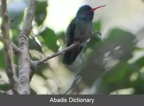 عکس زرین دم گلوآبی