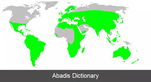 عکس عنکبوت های لولو