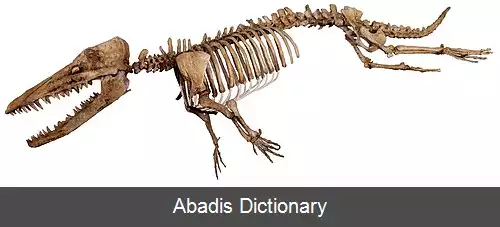عکس راهرونهنگ
