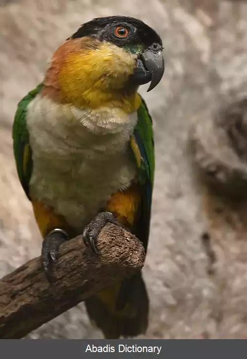 عکس طوطی سرسیاه