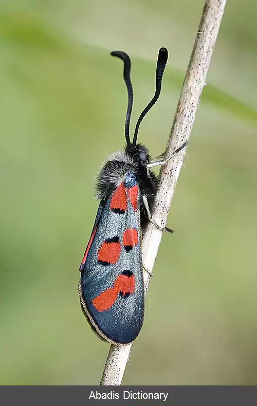 عکس جنگل بان اروپایی