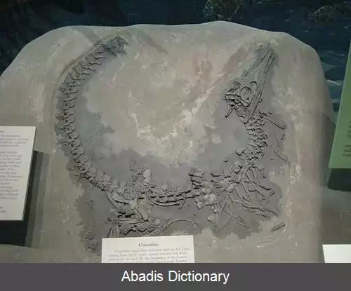 عکس استنئوسائوروس