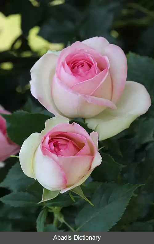 عکس رز پییر دو رونسار