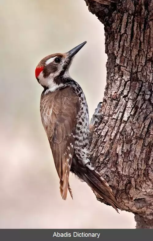 عکس دارکوب آریزونا