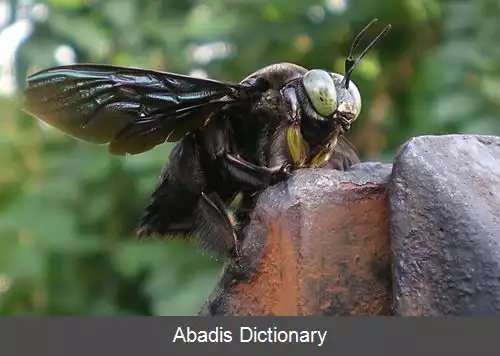 عکس زنبور درودگر گرمسیری