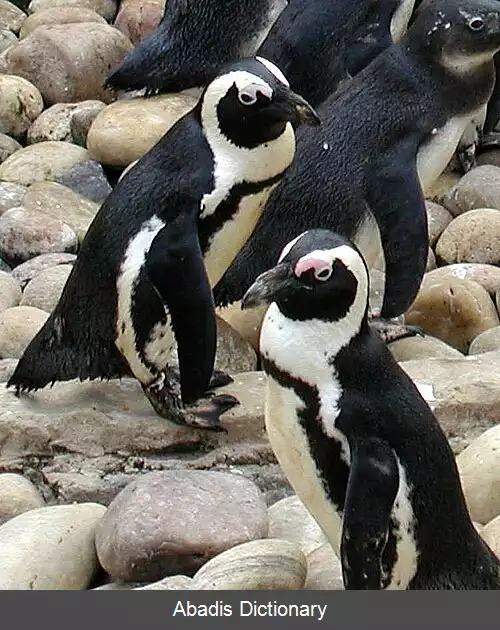 عکس پنگوئن های گوه ای