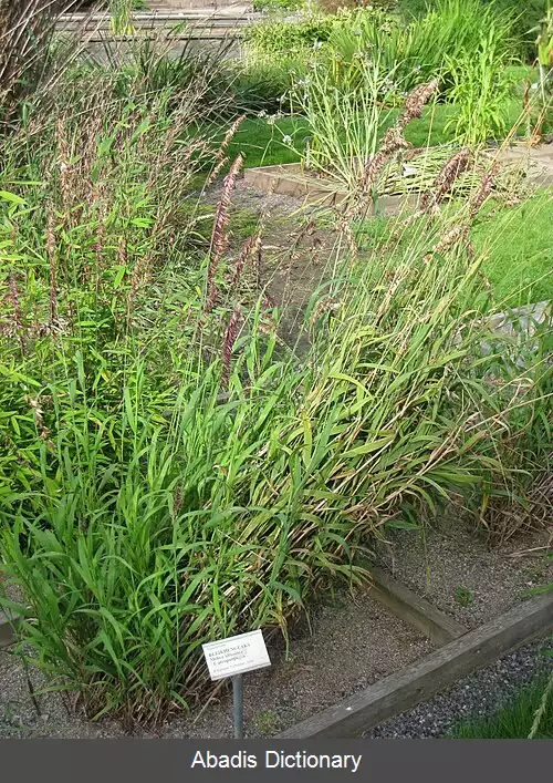 عکس ملیکای بلند