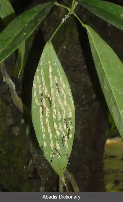 عکس زنبوریان شکم باریک