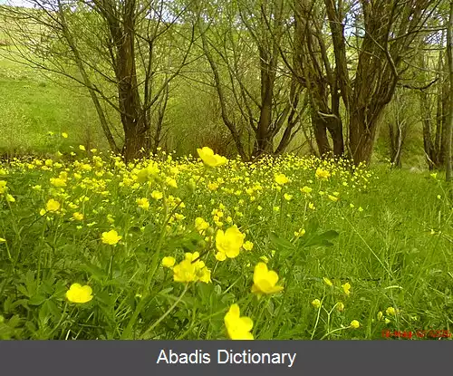 عکس بهربیگ
