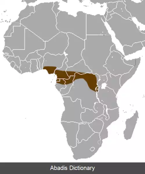 عکس حشره خوار مشین دم دراز