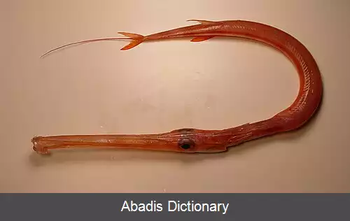 عکس لب لوله ماهی سرخ