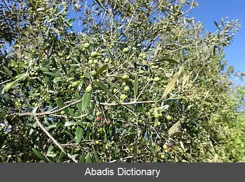 عکس زیتون زنگی