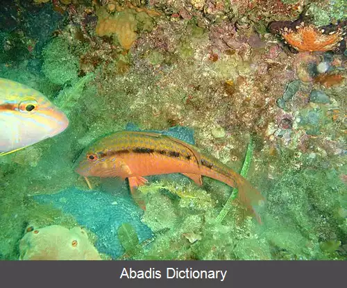 عکس بزماهی جنوبی