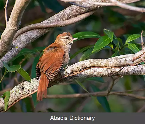 عکس دم تیزک پشت زنگاری