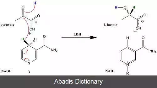 عکس لاکتات دهیدروژناز