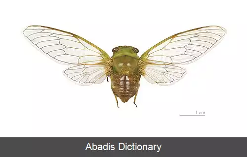 عکس زنجره های نقاره پوش