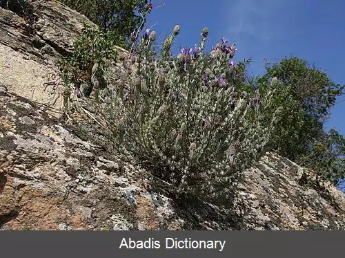 عکس زیردرختچه