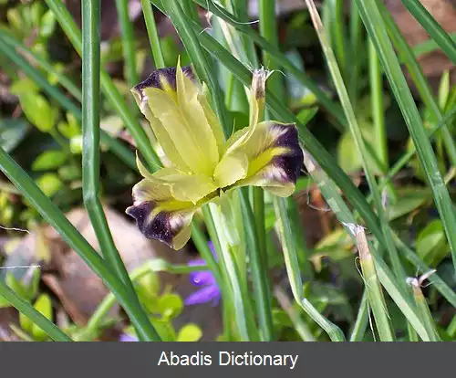 عکس زنبق سرماری