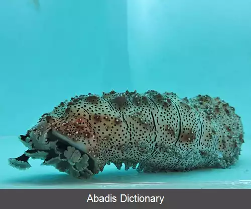 عکس خیار دریایی گراف