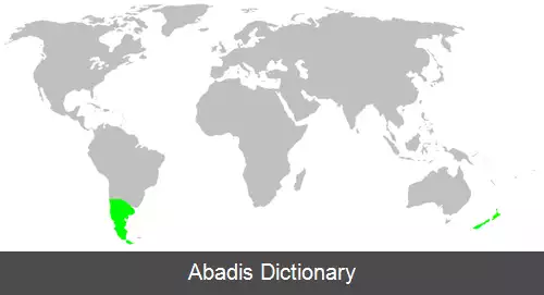 عکس عنکبوت های گردن دراز