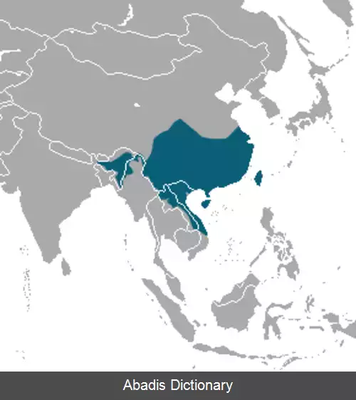 عکس سرنواری چینی