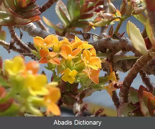 عکس کالانکوئه