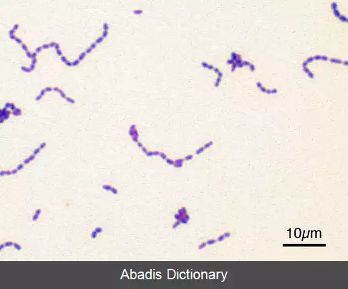 عکس استرپتوکوکاسیه