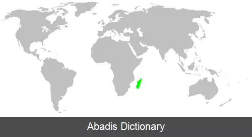 عکس عنکبوت های ماداگاسکاری