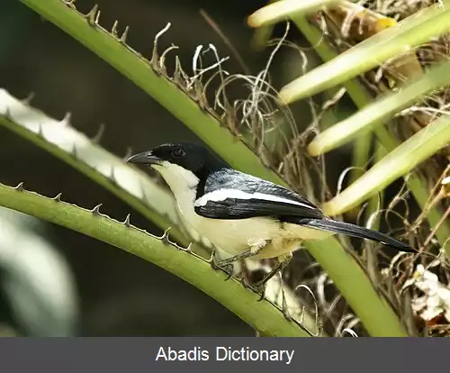 عکس زنگ آوای گرمسیری