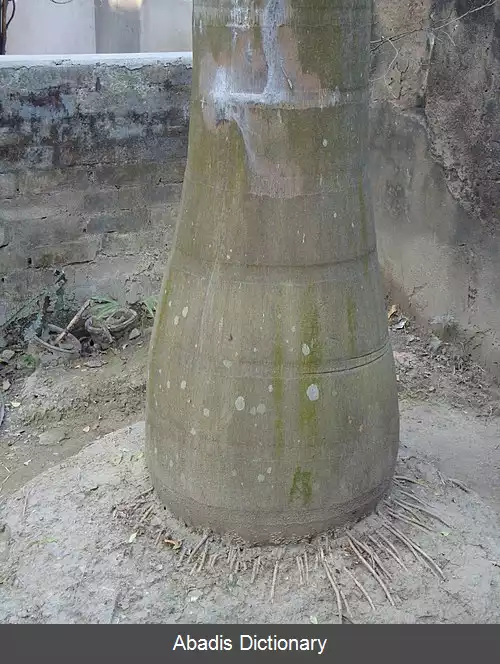 عکس رشد ثانویه