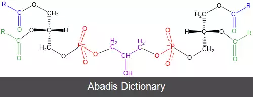 عکس کاردیولیپین