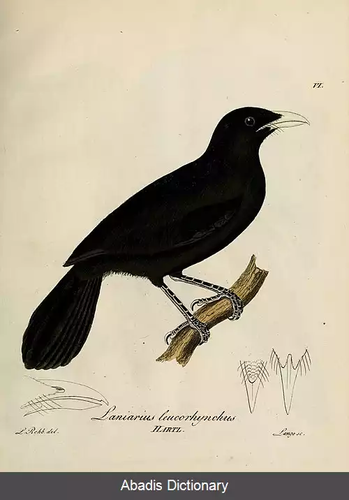 عکس زنگ آوای دودی جلگه ای