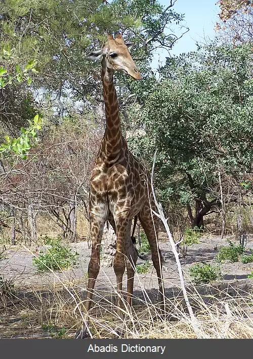 عکس جابجایی مکانی گونه