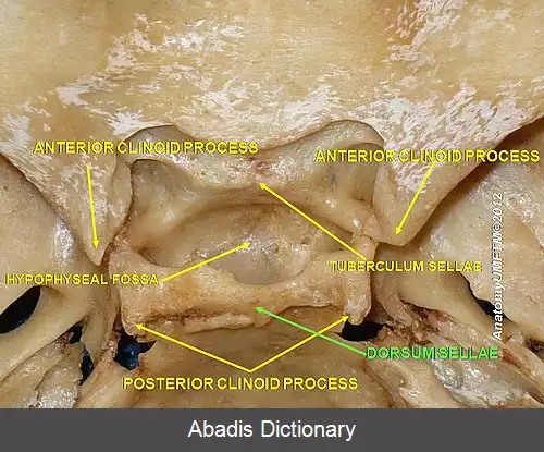 عکس زین پشتی