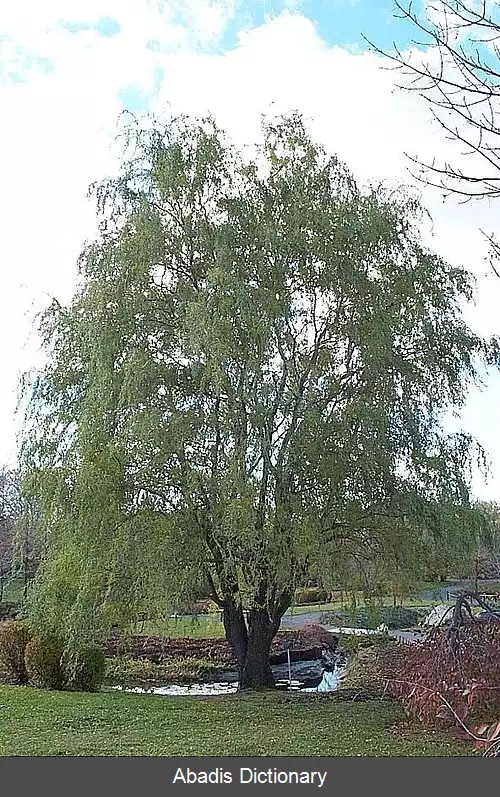 عکس بید چینی