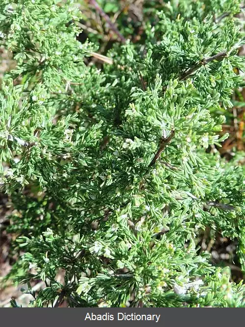 عکس مارچوبه دماغه