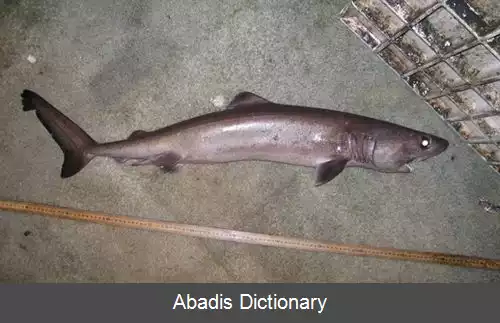 عکس کوسه تمساحی