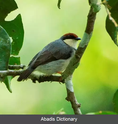 عکس دشت خوان تاج حنایی