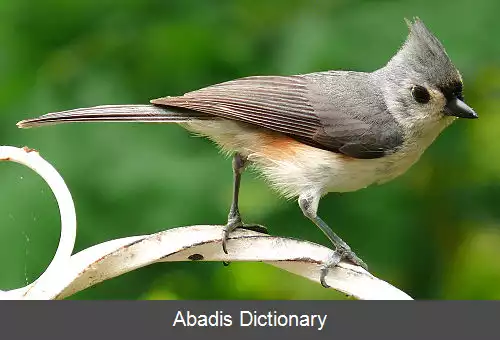 عکس چرخ ریسوک ها