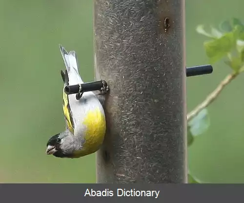 عکس سهره طلایی لورنس
