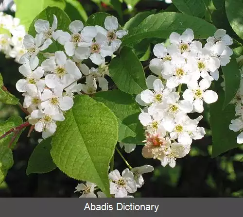 عکس گوجه خوشه ای