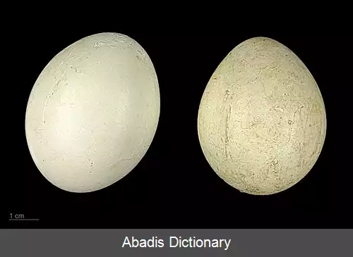 عکس اردک سوت زن رخ سفید