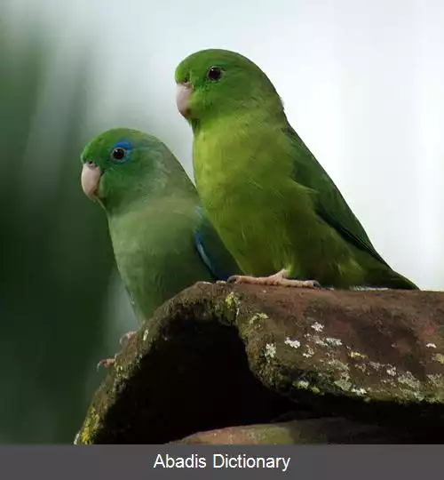 عکس طوطیچه عینکی