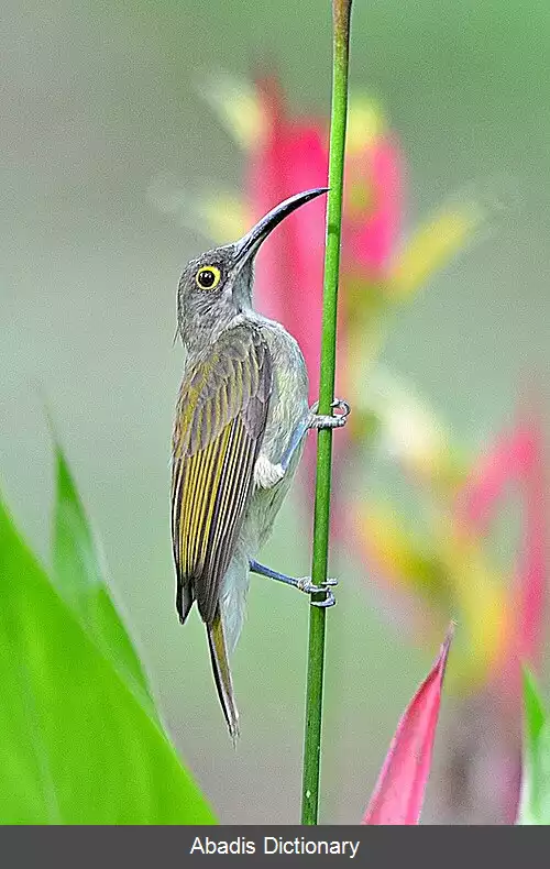 عکس عنکبوت کش رنگ پریده