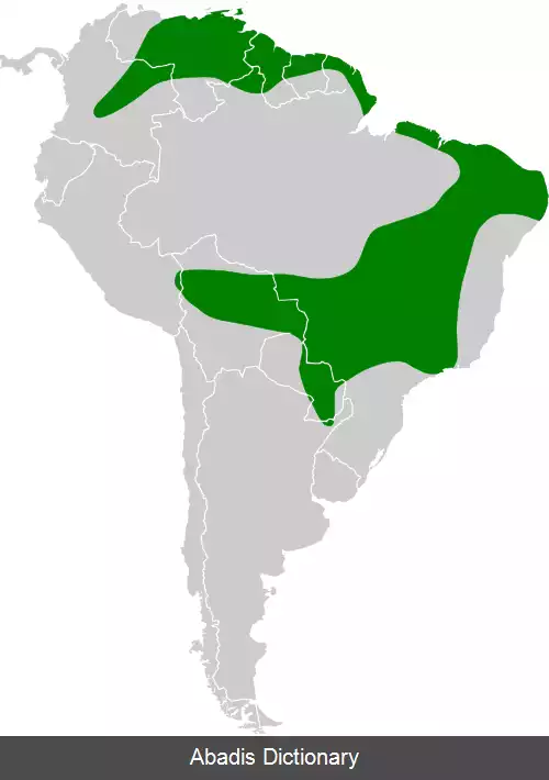 عکس زرین گلوی دم سفید