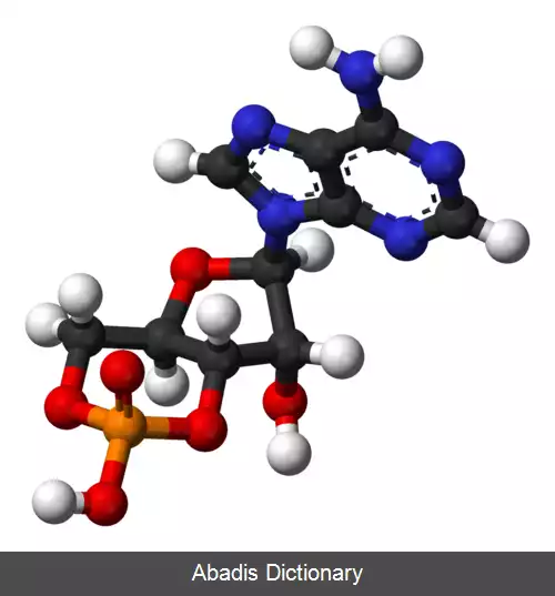 عکس آدنوزین منوفسفات حلقه ای