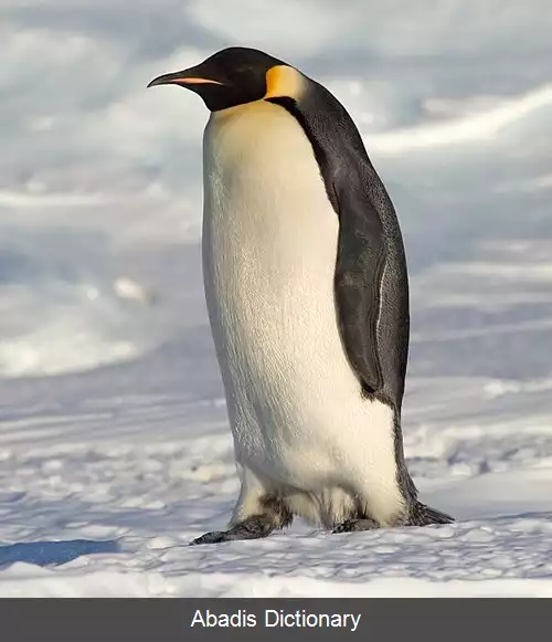 عکس پنگوئن امپراتور